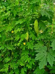 Image result for Momordica balsamina