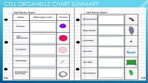 Maybe you would like to learn more about one of these? Cell Organelle Chart Summary