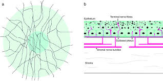 Schematic Representation Of Corneal Stromal Nerves And