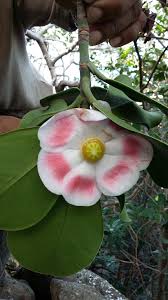 Image result for Clusiaceae