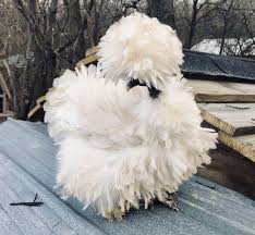 12 Assorted Silkie Showgirl Sizzle Frizzle Hatching Eggs Npip Silkies Silkie Chickens Colors Hatching Eggs