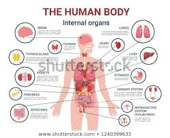 The female reproductive tract teachmeanatomy. Human Anatomy Internal Organs Vector Illustration C Robuart 679558 Stockfresh