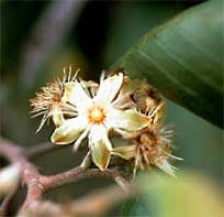 Image result for Monotes dasyanthus