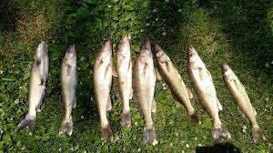 Mississippi River Pools 12 13 14 15 16 Fishing Reports Public Group Facebook