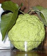 Image result for hedge apples