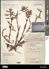 Image result for Bergia capensis