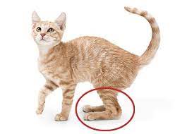 Diabetes Bei Katzen Symptome Erkennen Und Vorbeugen Vs