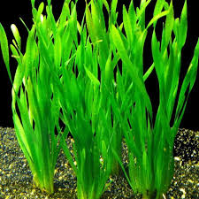 Image result for Vallisneria