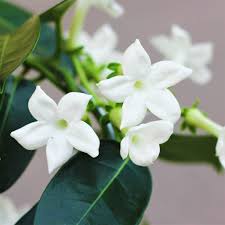 Perfect plant for outdoor garden and sunny balcony. Madagascar Jasmine Plants For Sale Stephanotis Vine Easy To Grow Bulbs