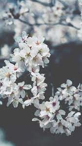 Cherry Blossom Wallpaper Iphone Android Android Blossom Cherry Iphone Wallpaper Cherry Blossom Wallpaper Spring Wallpaper Flower Background Wallpaper