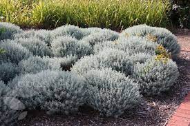 Santolina Chamaecyparissus Cotton Lavender Water Wise Plants Plants Rockery Garden