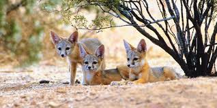 Petition He Poured Boiling Water On Strawberry A Caged Dog Animals Wild Animals Fox Habitat