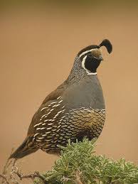California Quail Bird Hunting Quail Hunting Quail