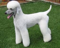 Pin By The Animal Scientist On Poodle Grooming Hairstyles Poodle Dog Standard Poodle Grooming Poodle Grooming