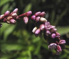 Image result for Persicaria decipiens