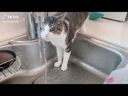 Funny Cat Shower Must Watch Cat Videos Cute And Funny Cats Youtube Cat Gif Funny Cats Youtube Cats