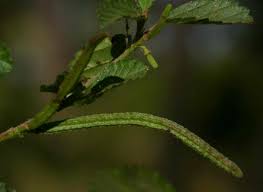 Image result for Corchorus schimperi