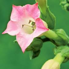 Image result for Nicotiana tabacum