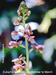 Image result for Eulophia horsfallii