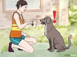 These barks are often snappy and short. 3 Ways To Stop Your Dog From Barking At Strangers Wikihow