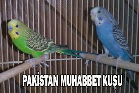 Pakistan Muhabbet Kusu Ozellikleri Ve Bakim Bilgileri