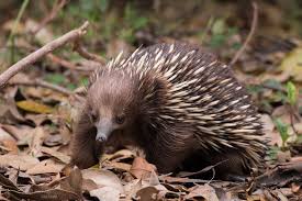 Image Galleries Category Echidnas Image Echidna 1 Echidna Australian Mammals Egg Laying Mammals
