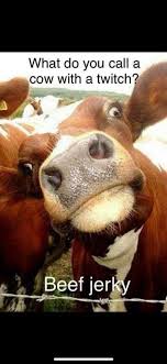 What Do You Call A Cow With A Twitch Cows Funny Cute Cows Animals
