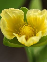 Image result for Limnocharitaceae