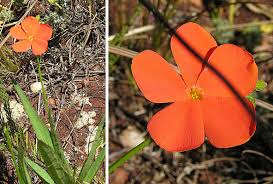 Image result for Tricliceras auriculatum