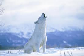 Panda ist von anderen diensten der universität abhängig. 20 Arctic Wolf Hd Wallpapers Hintergrunde