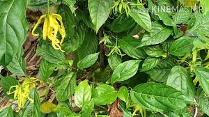 Tog, lower, nciku, flower, cape fenc, rhino soak, ylang ylang, dried pepper. Bunga Kenanga In English Cara Menanam Bunga Kenanga Dan Perawatan Tepatnya Vessel Bunga Kenanga Is A Tanker Ship Sailing Under The Flag Of Malaysia San Kalop