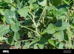 Image result for Glycine max