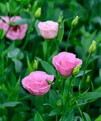 Image result for eustoma flamenco