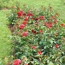 We did not find results for: Buy Rosa Hot Cocoa 36 Patio Tree Online Bamboo Pipeline