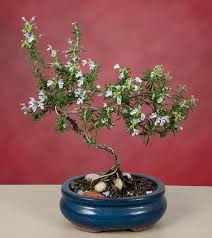 Mums aren't strangers to bonsai. 3 Delightful Plants Moms Will Love Logee S