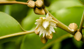 Image result for Mimusops elengi