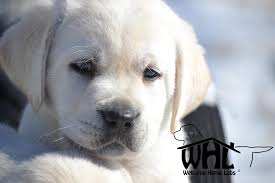 We did not find results for: Labrador Puppies For Sale Mn Welcome Home Labs