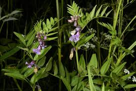 Image result for Humularia pseudo aeschynomene