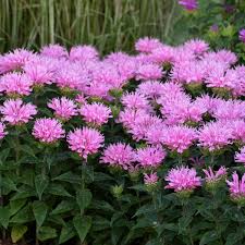 Image result for Monarda