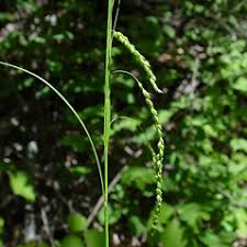 Image result for Oxyrhachis gracillima