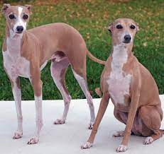 Check spelling or type a new query. Italian Greyhound Iggys Breed Information And Images K9rl