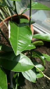 The key lime is usually picked while it is still green, but it becomes yellow when ripe. Whitening Of Some Leaves Of A Potted Key Lime Tree Gardening Landscaping Stack Exchange