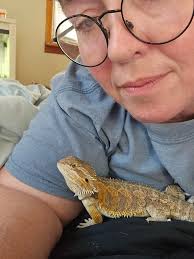 Anyone have experience with their beardie eating those orange ladybug  beetles? Little Foot ate one, was told no food for 24 hours while he  digested it. Basically nothing until he poops. Well,