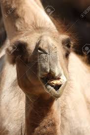 as the camel, because he cheweth the cud, but divideth not the hoof; Close Up Of A Camel Chewing Stock Photo Picture And Royalty Free Image Image 3290892