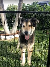 Whether you live near a busy road and are looking for a way to safely we reviewed dozens of wireless dog fences to identify the best of the best. Best Portable Dog Fences For Camping With Your Canines