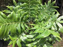 Image result for Harpephyllum afrum
