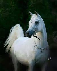 صوره اجمل حصان عربي Beautiful Horses Pretty Horses Horses