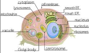 Nov 09, 2015 · mitochondria. Animal Cell Analogy Project Text Images Music Video Glogster Edu Interactive Multimedia Posters
