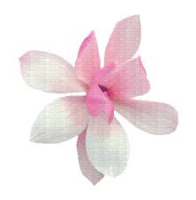 Animated flowers animated image &gifs. Flowers Animated Gif 12 Beautiful Flower Gif Animations Images Rose Gifs With Tenor Maker Of Gif Keyboard Add Popular Beautiful Flowers Animated Gifs To Your Conversations Welcome To The Blog