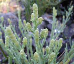 Image result for Salicornia pachystachya